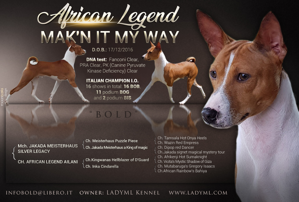 Meisterhaus basenjis hot sale